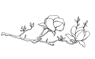 Magnolia flower, magnolia tree branch. Vector image, black line © Alena