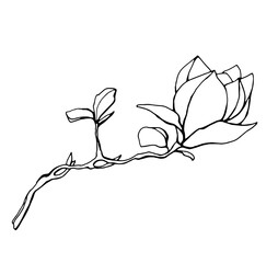 Magnolia flower, magnolia tree branch. Vector image, black line © Alena