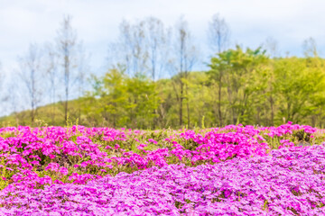 カラフルで綺麗な瑞々しい芝桜