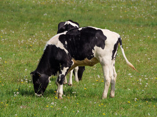 Kühe auf der Weide im Münsterland