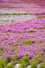 Obraz premium カラフルで綺麗な瑞々しい芝桜