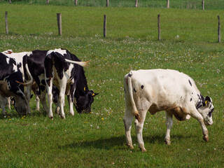 Fototapeta premium Kühe auf der Weide im Münsterland