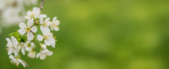 blooming cherry branch on blurred green background, spring flowers background with copy space for message. Greeting card for Valentine's Day, Woman's Day and Mother's Day holidays.