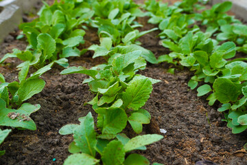 Obraz premium Closeup row of radish seedlings in the garden.
