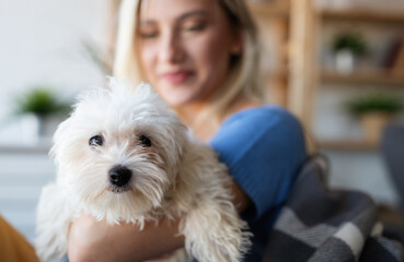 Beautiful woman playing with puppy on sofa at home