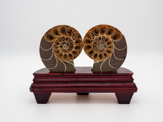 アンモナイトの化石