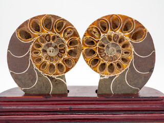 アンモナイトの化石（クローズアップ）