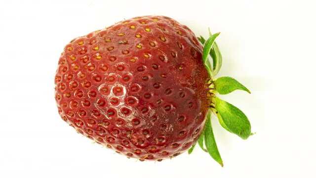 Time lapse of strawberries rotting over white background, microorganisms and mold development on strawberries