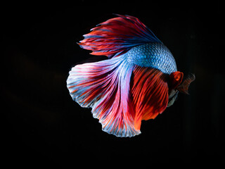 Obraz na płótnie Canvas Photo of close range betta fish Fish tail focus Split black background