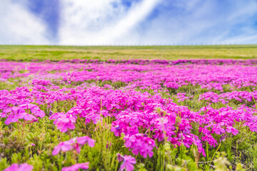 カラフルで綺麗な瑞々しい芝桜