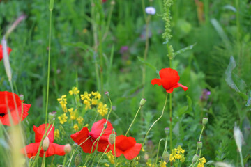 Poppy flowers in a field. Selective focus.