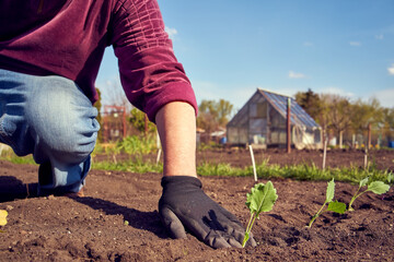 Kohlrabi seedling is being planted into soil in a garden in May