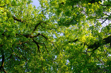 branches chestnut tree crowns against blue sky