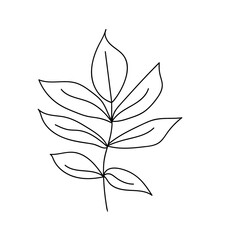 Hand drawn floral element.  Different kind of leave. Floral sketch collection. Decorative element for design. Vintage botanical vector illustrations.
