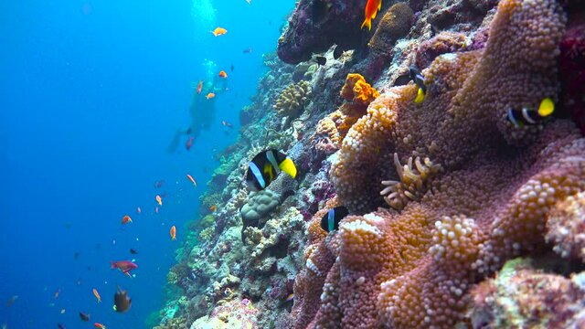 The symbiosis of clownfish and anemones. Exciting diving on the reefs of the Maldives 