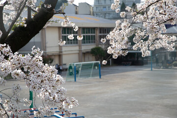 桜と遊具