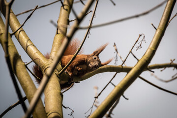 Detail of a squirrel's head on a branch