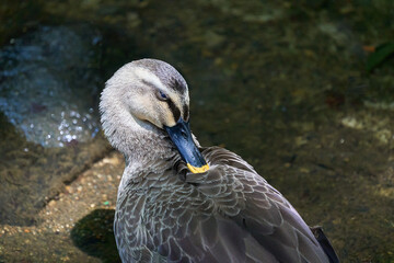 Spot-billed ducks bending their necks and looking back