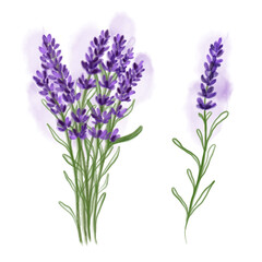 Lavender watercolor flowers on white background. Use for natural cosmetics, beauty store, health care products, perfume, essential oil, aromatherapy, greeting card or wedding invitation.