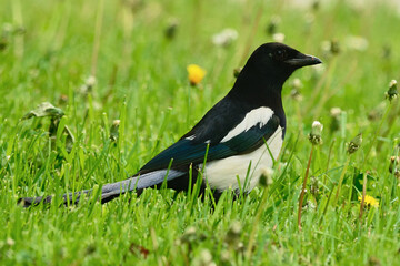 Magpie looking for food in the grass with dandelions. Side view, close up. Genus species Pica pica.