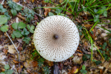 Macrolepiota procera