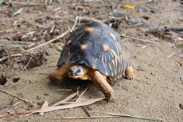 Portrait of radiated tortoise,The radiated tortoise eating flower ,Tortoise sunbathe on ground with his protective shell ,cute animal ,Astrochelys radiata ,The radiatedtortoise from Madagascar