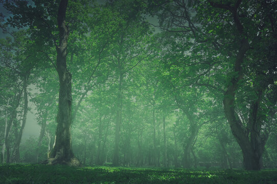 Enchanted green forest with mist , freedom and recreation concept