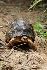 Portrait of radiated tortoise,The radiated tortoise eating flower ,Tortoise sunbathe on ground with...