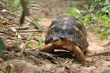 Portrait of radiated tortoise,The radiated tortoise eating flower ,Tortoise sunbathe on ground with his protective shell ,cute animal ,Astrochelys radiata ,The radiatedtortoise from Madagascar