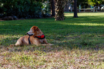 Old Golden Retriever hunting dog working as a service support animal for a mentally challenged person in the grass taking a break and relaxing near trees and bushes outside on a summer afternoon day.