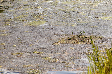 Man made storm water canal filled with wildlife and yellow green algae overgrowth blooms causing toxic fumes and an environmental hazard to Florida fish and native birds by choking the everglades flow