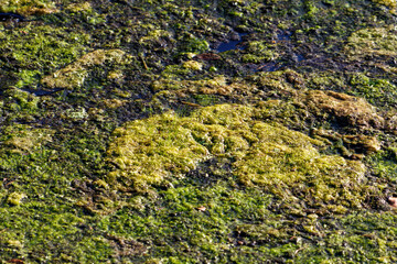 Man made storm water canal filled with wildlife and yellow green algae overgrowth blooms causing...