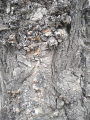 background tree bark rough texture 