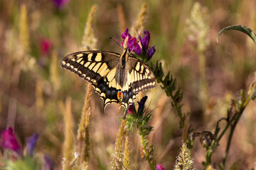 Papilio machaon ( mariposa Macaón) 