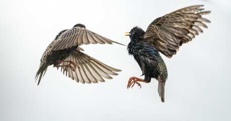 Stare Vögel