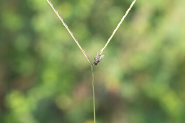 fly on a green leaf