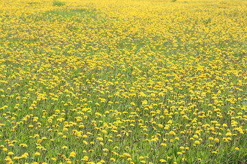 Obraz premium Field of bright yellow dandelions on a sunny spring day