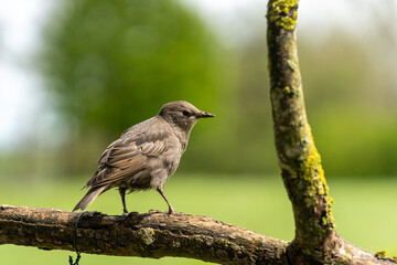 Stare Vögel