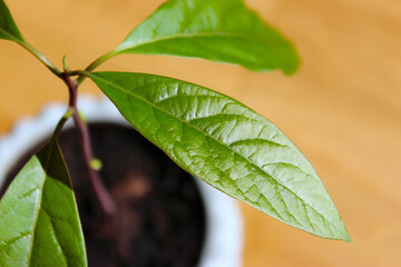 green leaf on a tree