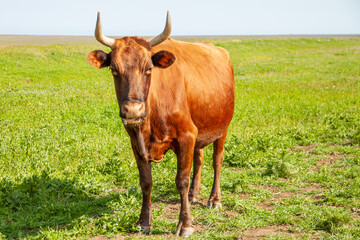 A brown cow with long horns stands against the background of a green field and looks into the camera