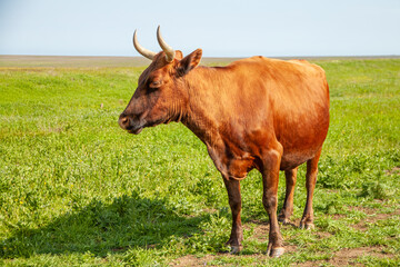 A young brown cow with long horns stands against the background of a green field