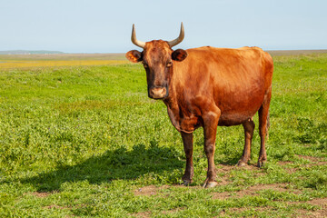A young brown cow with long horns stands against a background of a green field and a blue sky. The head of the animal looks into the camera