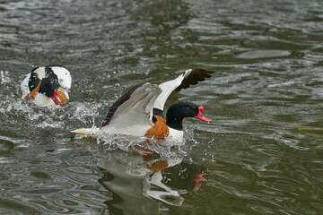 Two Shelduck (Tadorna tadorna) fighting during the breeding season. 