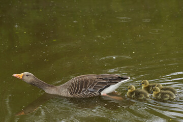 Greylag Goose (Anser anser) with brood swimming across a pond at Slimbridge in Gloucestershire, England.
