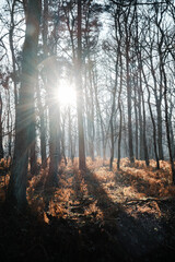 sun rays through trees with fog