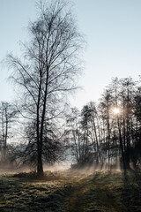 sun rays through trees with fog