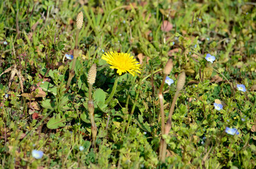 土筆とタンポポ