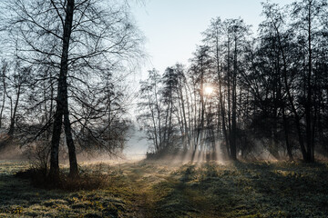 sun rays through trees with fog