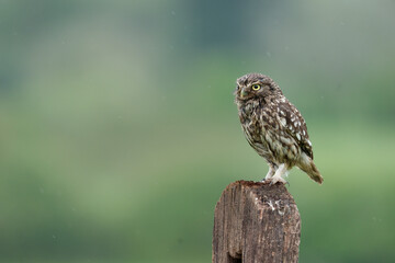Little owl, Athene noctua