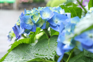 アジサイ 紫陽花 あじさい 紫 ブルー グリーン 美しい 綺麗 かわいい 花びら さわやか 梅雨 雨 癒し